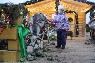 У резиденции Деда Мороза рязанцы могут сфотографироваться с оленями и уникальной ненецкой лайкой